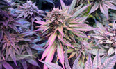 Grown by