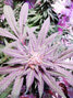 Grown by
